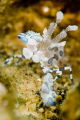   Taken Police Pier Lembeh Strait. Guides were telling us how some will move these shrimp when they find them keep hidden dive companies so their diversphotographers have themselves. good Strait divers/photographers divers photographers themselves  